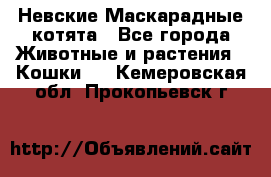 Невские Маскарадные котята - Все города Животные и растения » Кошки   . Кемеровская обл.,Прокопьевск г.